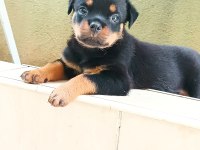 ROTTWEİLER