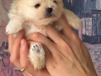 Güzel kızımın muhteşem pomeranian bebekleri