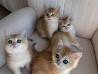 Yasal Ruhsatlı Çifttlikden Golden British Shorthair