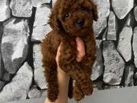 Evde bakılan sağlık ve ırk garantili poodle bebek