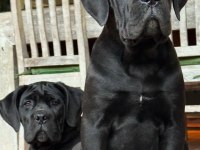 Evinizin yeni üyesi cane corso kapıda ödeme vardır