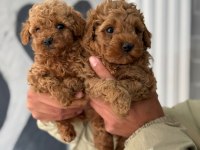 Poodle bebekler