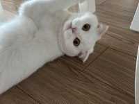SCOTTİSH FOLD KIZIMI ÜCRETSİZ SAHİPLENDİRMEK İSTİYORUZ