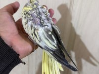 39 günlük sultan papağanı bebek