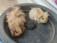 1 dişi ve 1 erkek ginepig