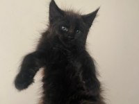 Maine coon yavru