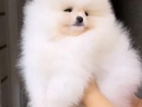 Pomeranian yavrular