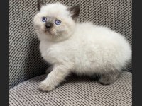 SAFKAN AYI SURATLI MAVİ GÖZ BRİTİSH YAVRULARIMIZ