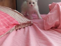 Scottish fold