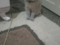 Blue point erkek british shorthair (ayı surat)
