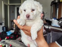 MALTESE TERRİER YAVRULAR A KALİTE