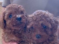 Toy poodle yavrular