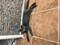 British Shorthair 4 Aylık