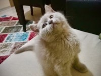 18 Nisan doğumlu british shorthair