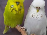 Ev ortamında bakılan şov jumbo ve yavru muhabbet kuşlar