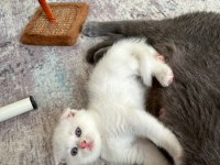 Minik scottish fold mutluluklar