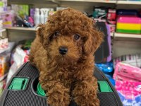 Toy Poodle Kore Yavrumuz Kg Garantili Sıfır Boy