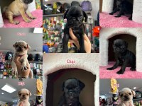 Beyaz siyah ve krem renk pug yavrular