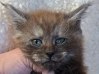 Black smoke erkek üst kaliteli maine coon