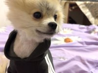 Erkek pomeranian tuvalet eğitimi var 1 yaşında