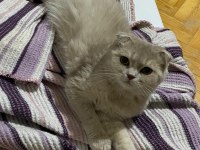 Sahibinden scottish fold