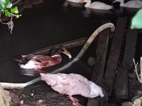 Renk renk pekin ördekleri