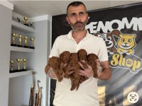 Türkiye’nin en güzel Maltipoo yavruları Ankara mağaza 
