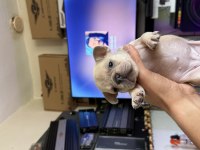 French bulldog yavrular