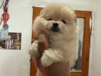 Pomeranian boo
