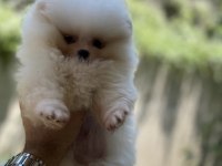 Üst segment sağlık ve ırk garantili pomeranian bebekler
