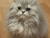 British Longhair 3 Aylık Tuvalet Eğitimi Var