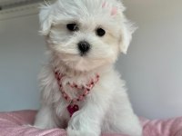 TATLI TADINDA MALTESE TERRİER