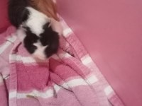2 adet erkek Guinea Pig