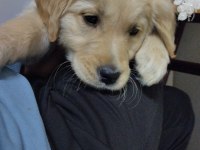 2 buçuk aylık golden retriever dişi