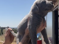Cane corso yavrular