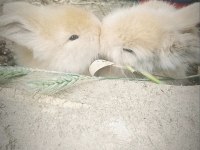 Teddy ve Hollanda lop Tavşan