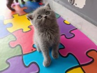 Safkan Gri British Shorthair Bebişlerimiz