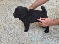 42 günlük dişi çin aslanı