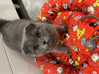 Acil scottish fold kısır değil erkek sahiplendirme