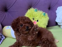 Üst Kalite Toy Poodle Yavrular