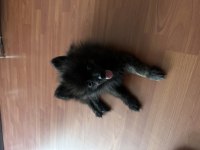 3 mayıs doğumlu siyah pomeranian boo