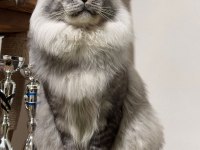 Türkiyenın en geniş referansına sahip kan hattı maine coon