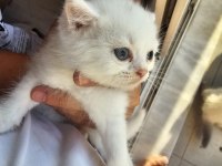 Bebek kediler yeni yuvalarına hazır