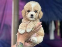 Maltipoo yavrularımız