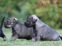 FCI secereli Schnauzer yavruları