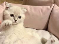 Scottish fold dişi blue point