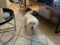 Maltipoo Dişi kısır 7 aylık
