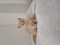 Safkan British Shorthair Golden Renk Yavrular
