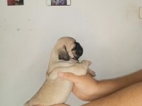 Oyuncu pug bebekler