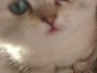 2 aylık british shorthair erkek yavru